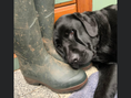 Load image into Gallery viewer, Black Pebble Memorial Pet Plaque
